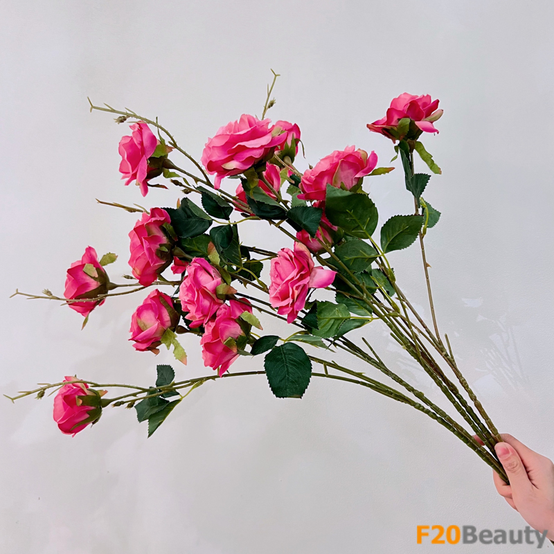 Hoa hồng lai Australia: Sự kết hợp độc đáo của màu hồng Magenta và vẻ đẹp thiên nhiên