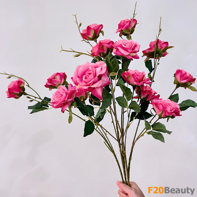 Sự thanh lịch và cuốn hút: Hoa hồng lai Australia màu hồng Magenta trong ảnh nghệ thuật