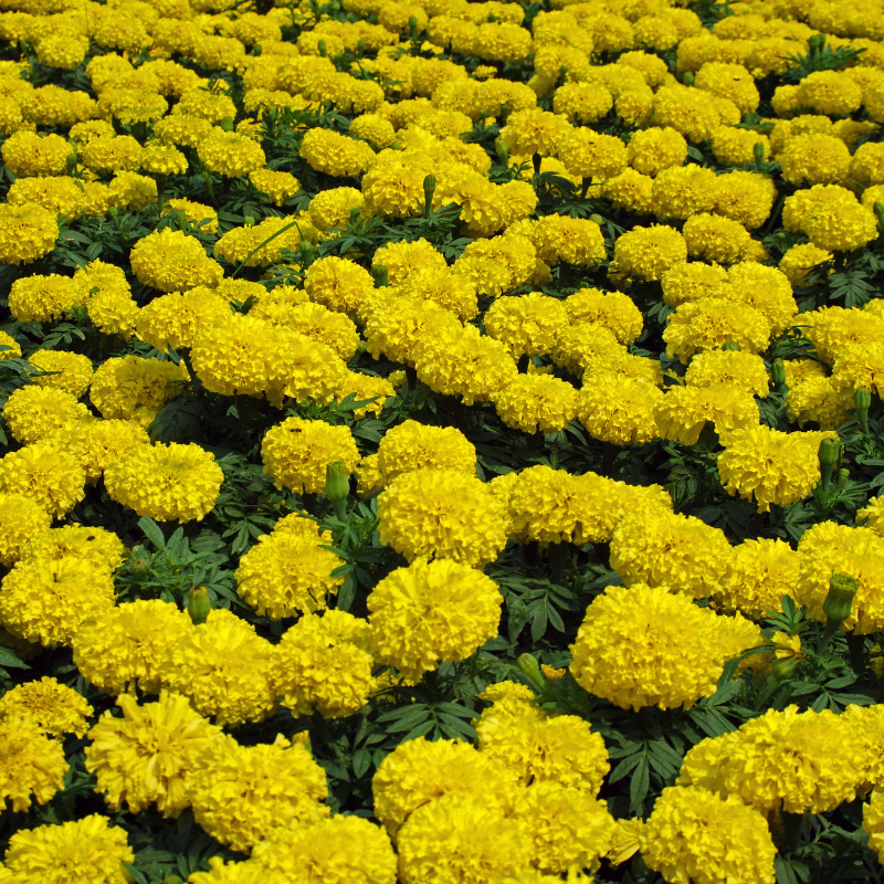 Hoa Cẩm Chướng vàng - Biểu tượng cho đau khổ và sự phản bội