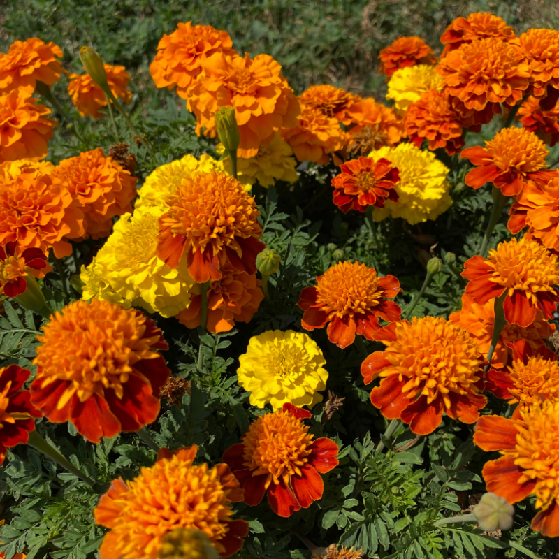 Hoa Cúc Vạn Thọ - Sự đau khổ và mong manh trong cuộc sống