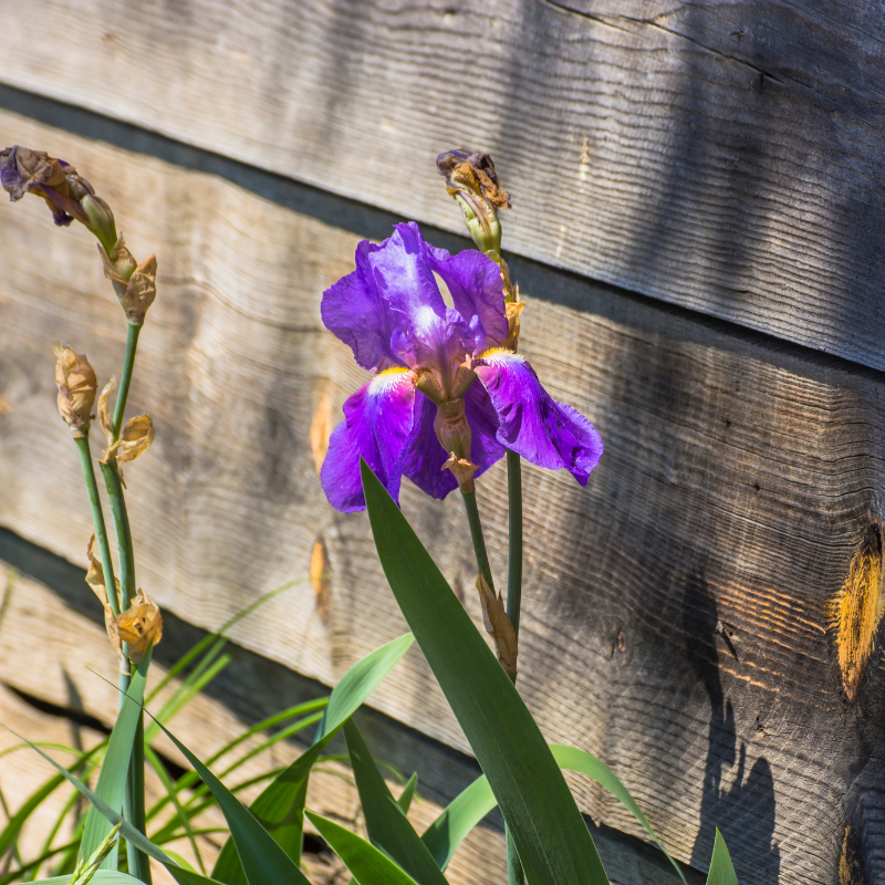 Hoa Diên Vĩ - Biểu tượng của sự đau buồn