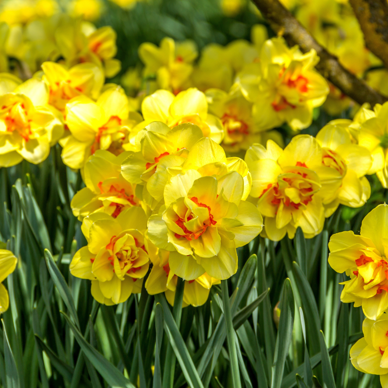 Hoa Thủy Tiên vàng - Sự phức tạp của cảm xúc