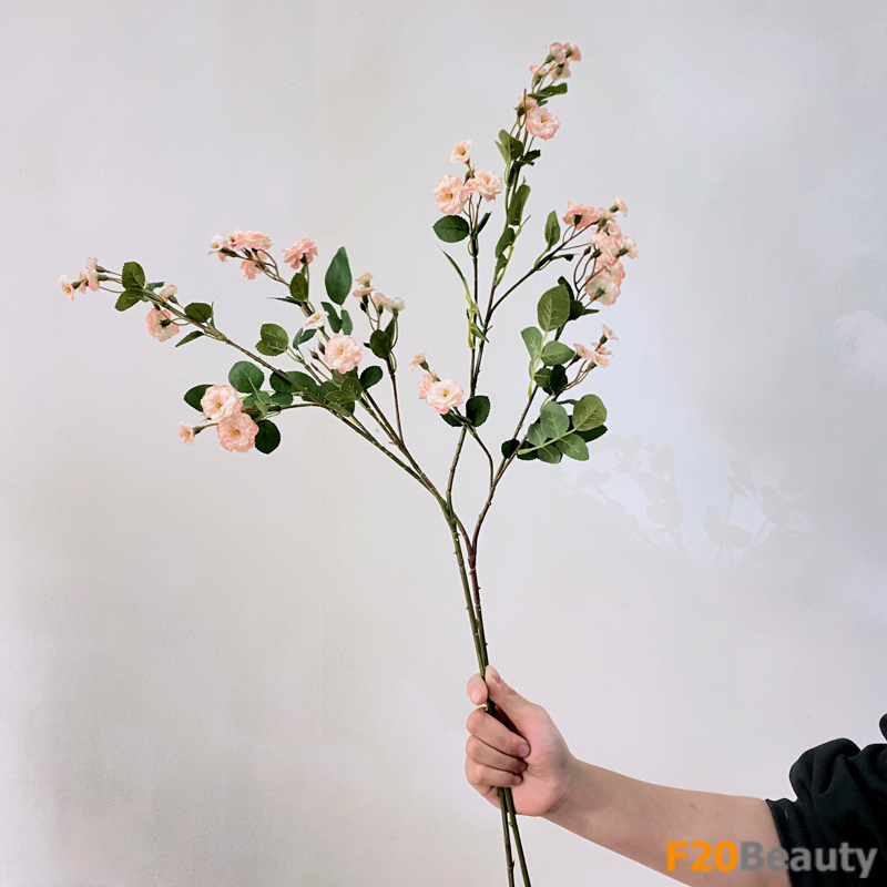 Hoa hồng nhị Ballerina Rose - Nét đẹp độc đáo của tự nhiên