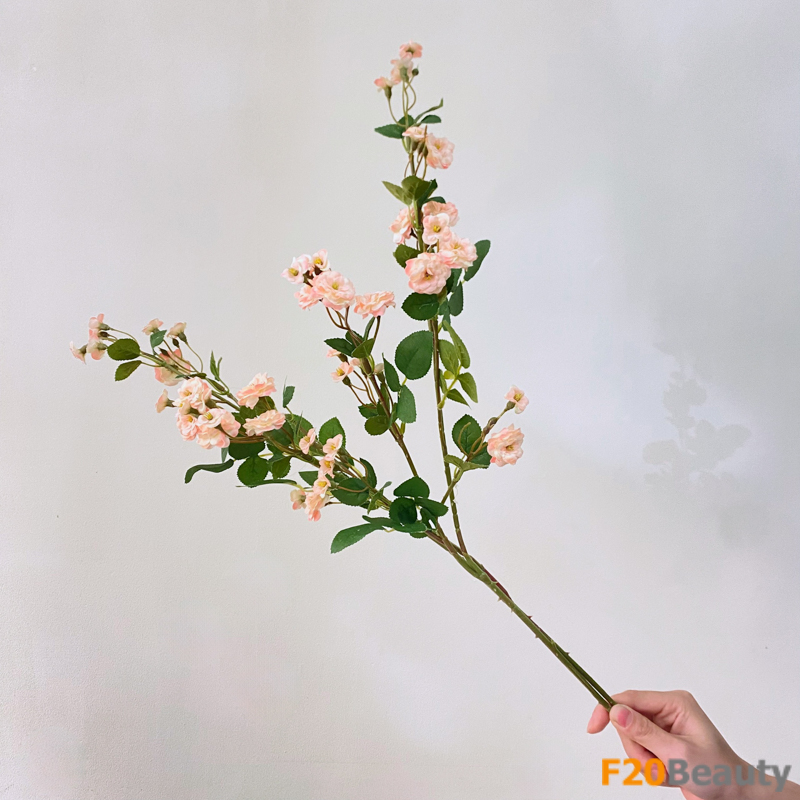 Hoa hồng nhị Ballerina Rose - Vẻ đẹp tự nhiên hài hòa