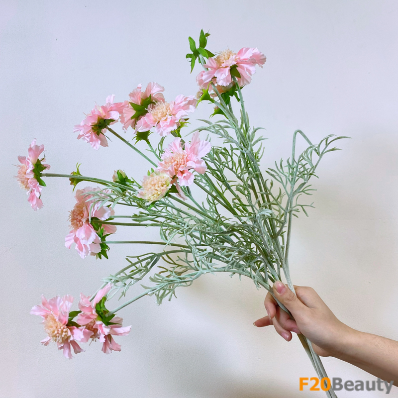 Hoa Scabiosa - Vẻ đẹp độc lạ của thiên nhiên