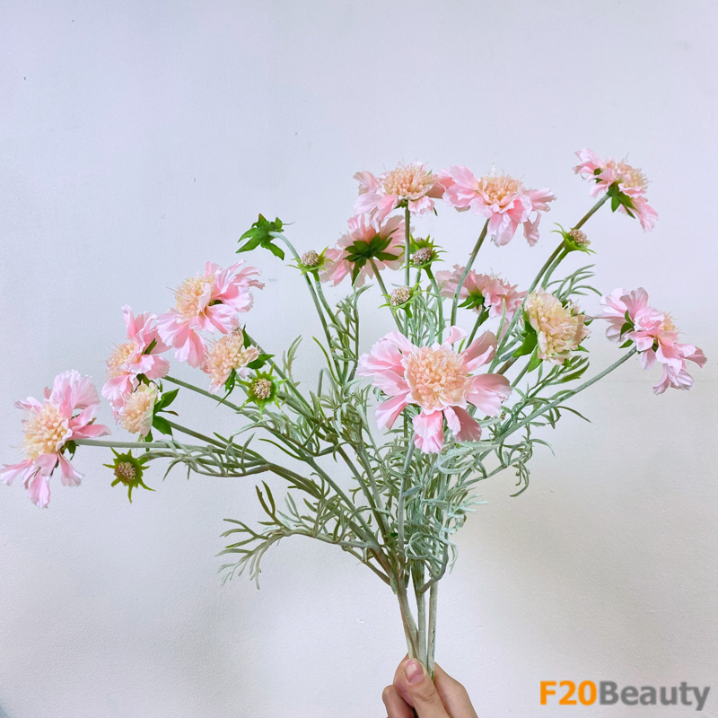 Hoa Scabiosa - Lời tỏ tình lãng mạn