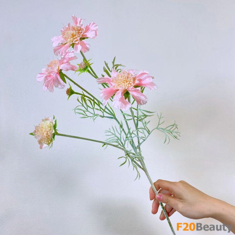 Hoa Scabiosa - Biểu tượng của tình yêu mãnh liệt