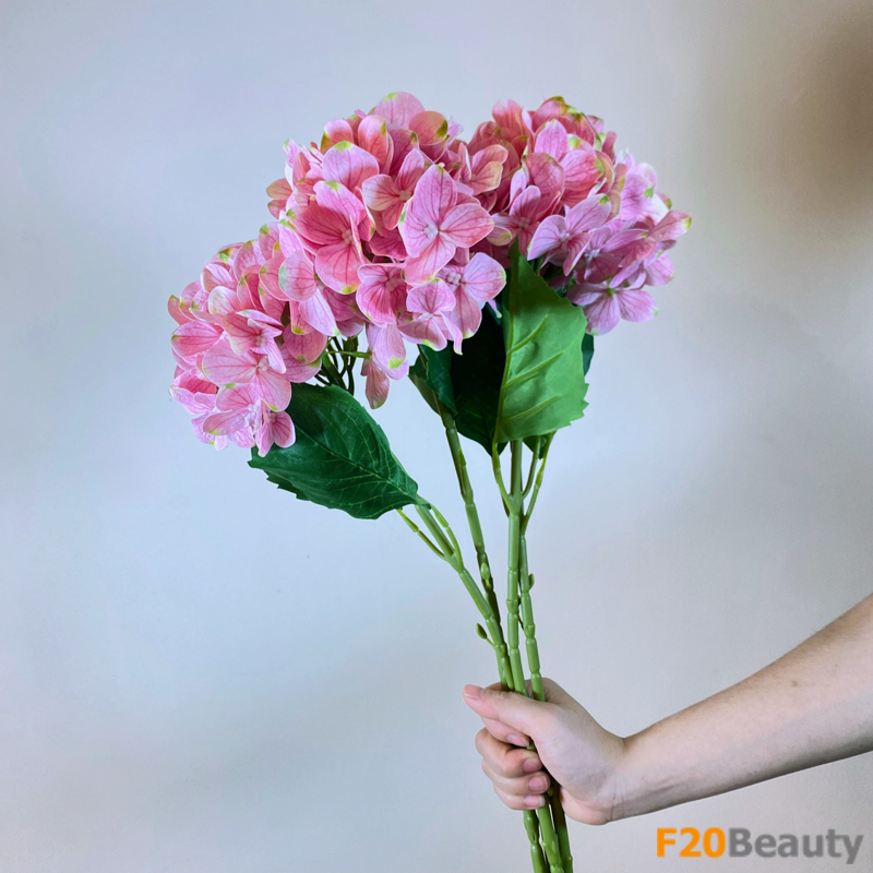 Hoa tú cầu Macrophylla - Lời xin lỗi chân thành