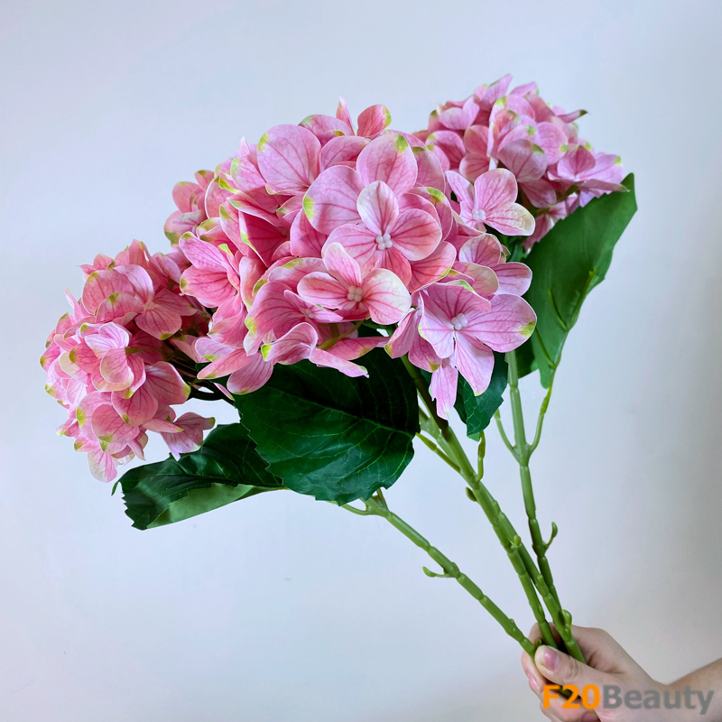 Hoa tú cầu Macrophylla màu hồng