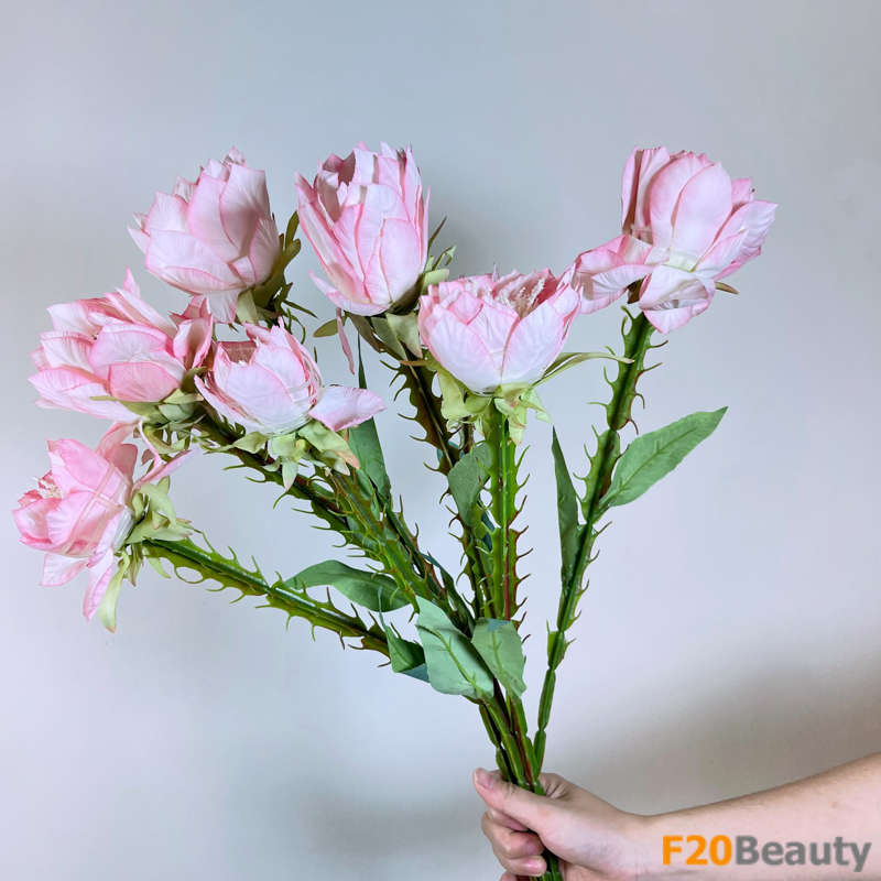 Hoa xương rồng Echinopsis - Biểu tượng cho cảm xúc mãnh liệt