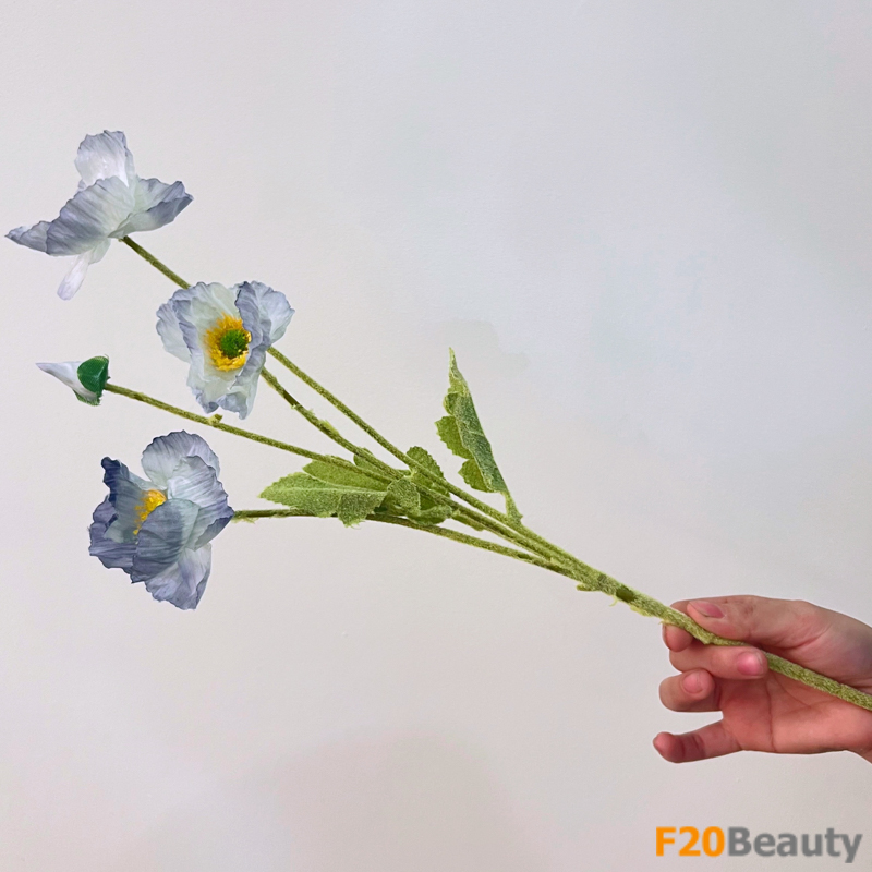 Hoa anh túc - Nét đẹp của thiên nhiên mộng mơ