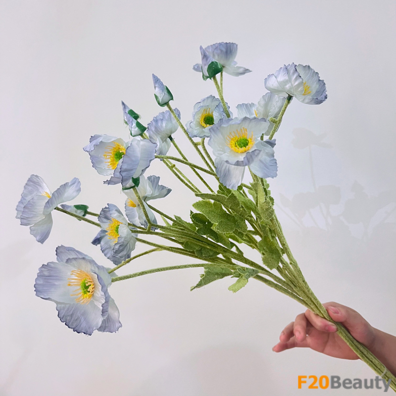 Hoa anh túc màu xanh