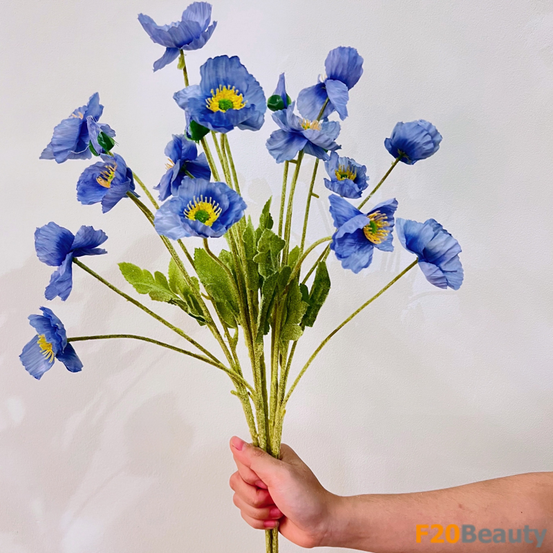 Hoa anh túc - Vẻ đẹp xa hoa, lộng lẫy