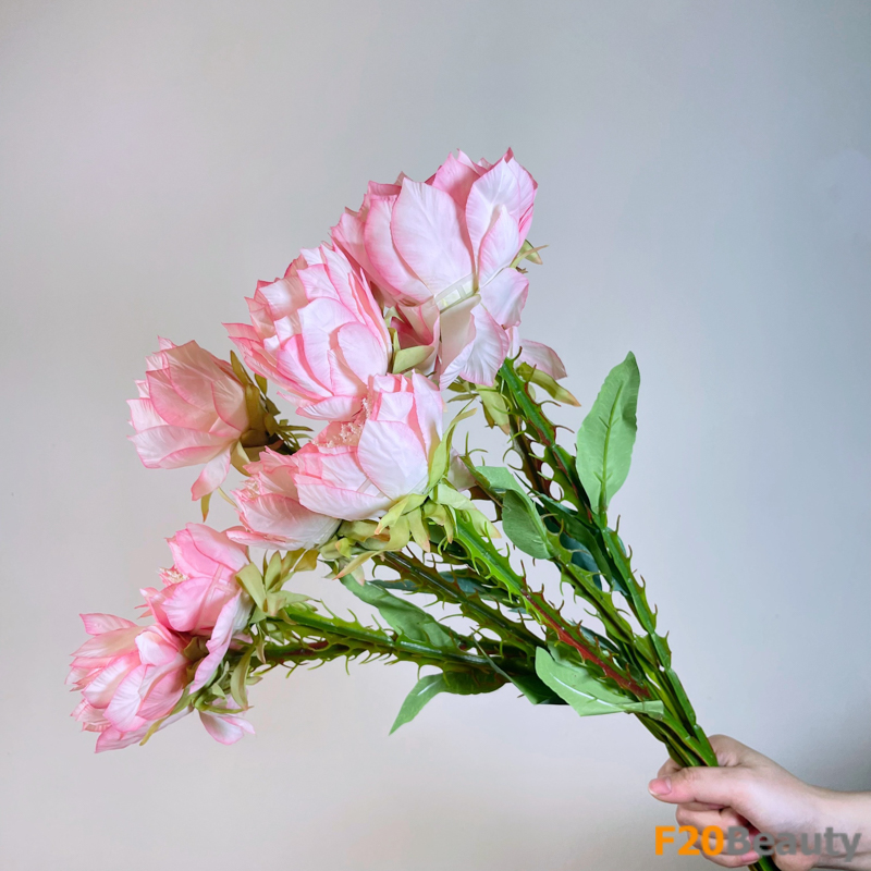 Hoa xương rồng Echinopsis hồng nhạt