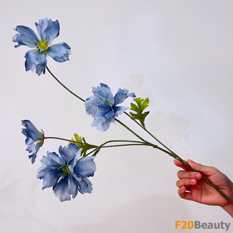 Hoa hải quỳ - Vẻ đẹp lôi cuốn, hấp dẫn và đầy mê