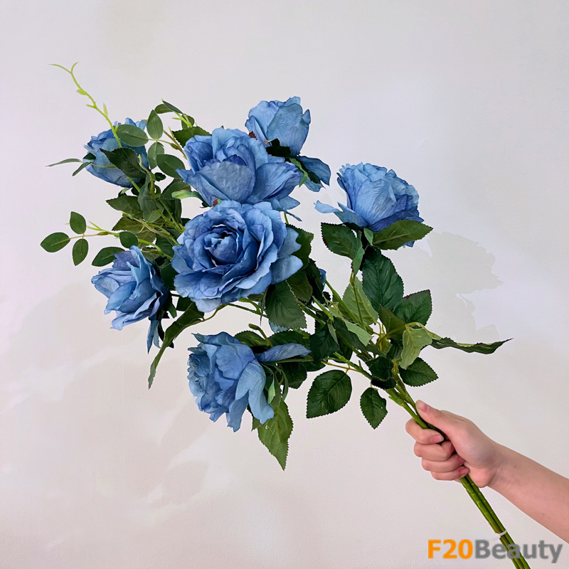 Hoa hồng Rosa Centifolia Muscosa xanh dương