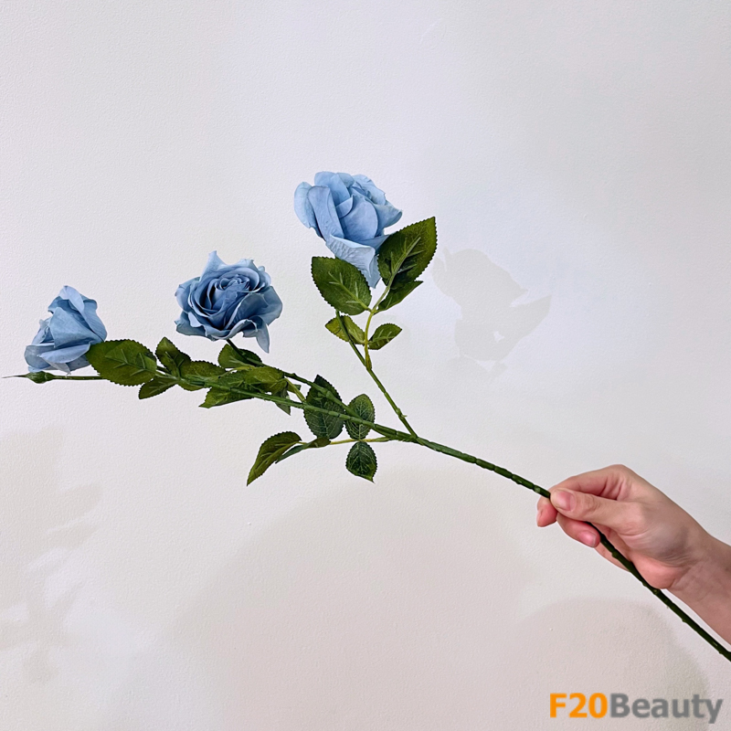 Hoa hồng Sydney màu xanh biển tươi sáng