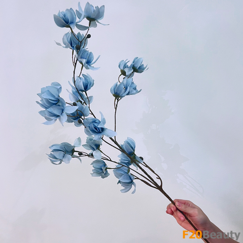 ét quyến rũ của xanh da trời: Hoa lồng đèn Jollies Riems độc đáo