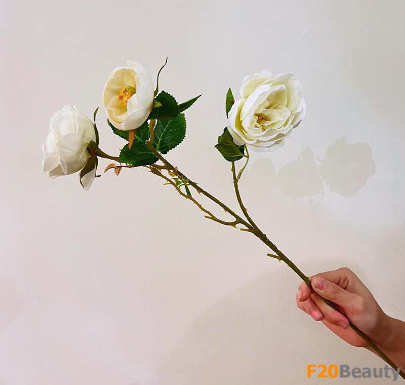 Hòa mình vào vẻ đẹp tự nhiên: Hoa Paeonia Nhật trắng