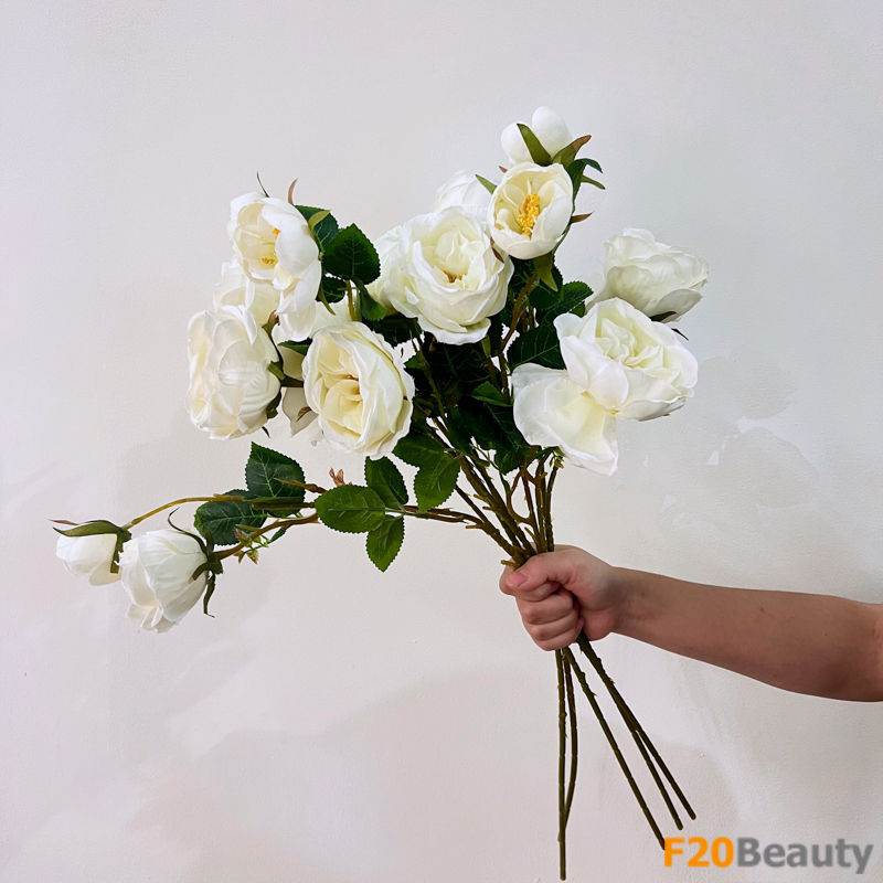 Bông hoa Paeonia Nhật màu trắng: Vẻ đẹp tinh khôi và tươi sáng