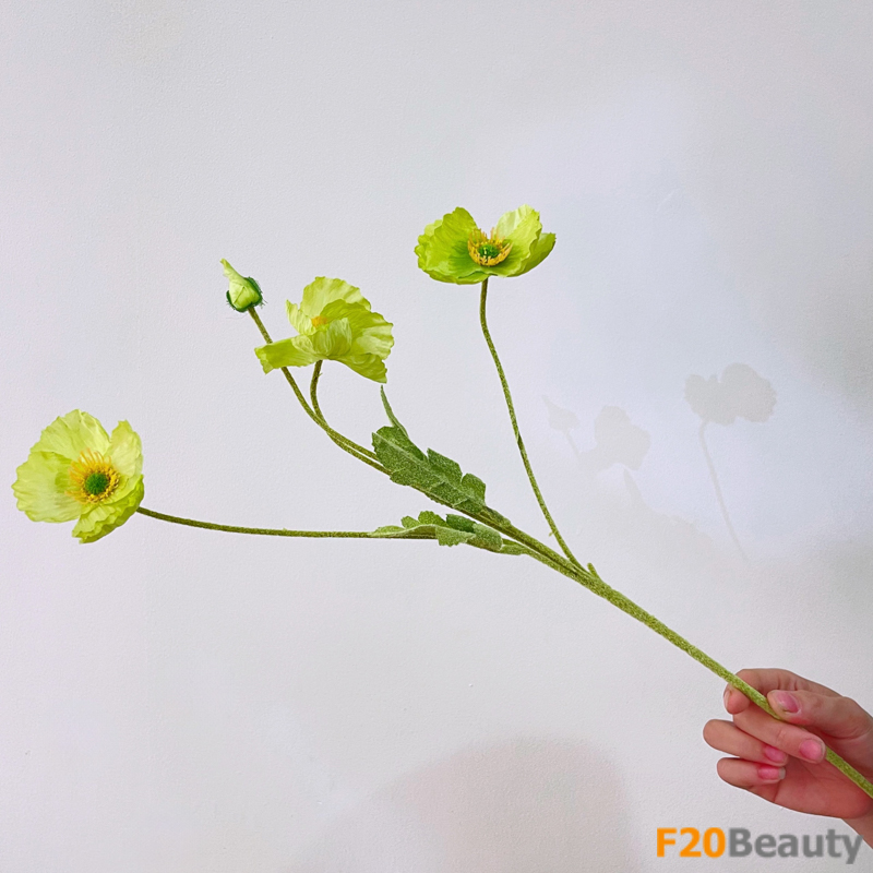 Bức tranh thiên nhiên tươi đẹp: Hoa anh túc xanh lá vàng