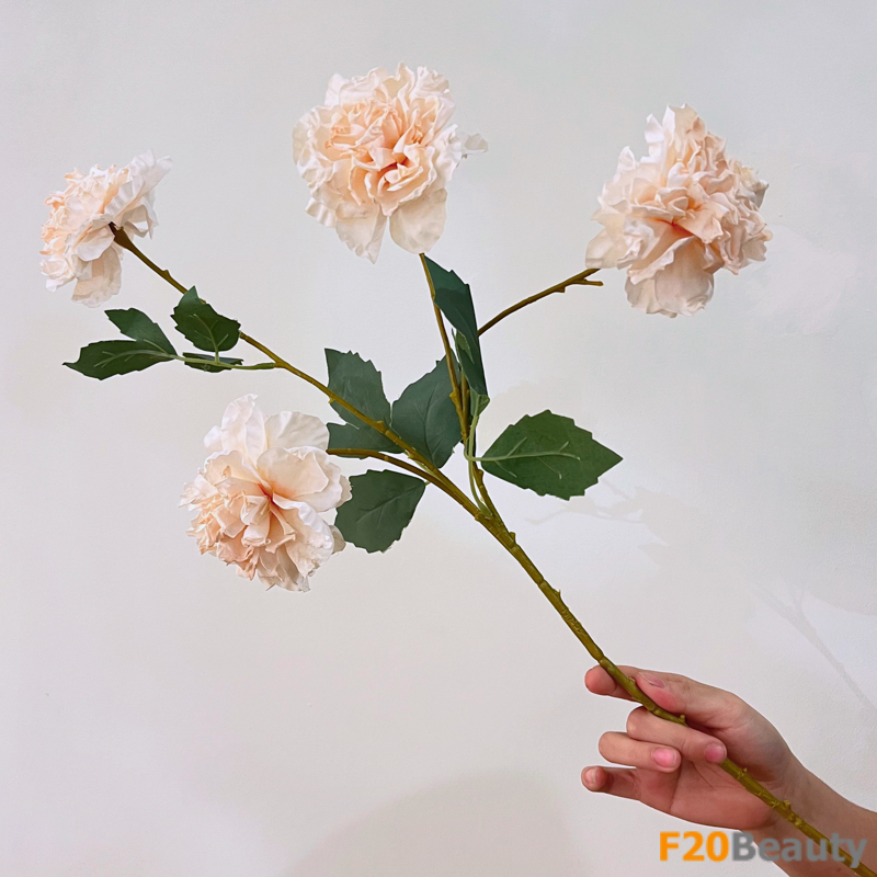 Màu be tươi sáng trong không gian xanh: Hoa bạch thược mang lại sự sáng bóng