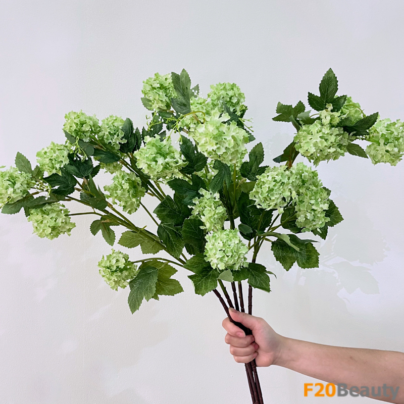 Sự hài hòa của màu xanh lá: Hoa cẩm tú cầu xanh lá cây tinh khiết