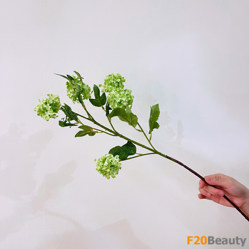 Nét đẹp tự nhiên mê hoặc: Hoa cẩm tú cầu rực rỡ xanh lá