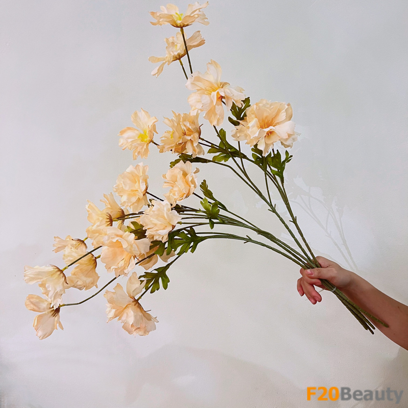 Hoa cúc mẫu đơn màu kem