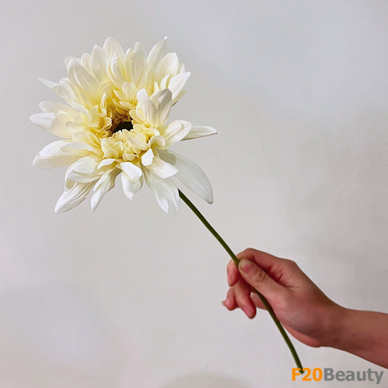 Hòa mình vào vẻ đẹp tự nhiên: Hoa cúc nữ hoàng màu vàng rực rỡ