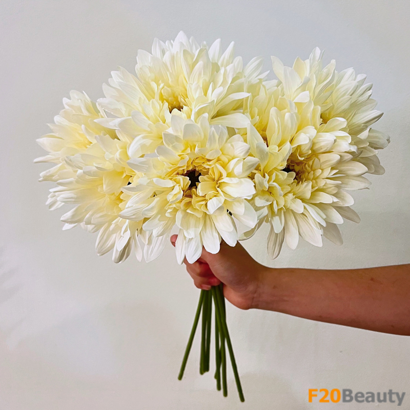 Màu vàng tạo dấu ấn: Cúc nữ hoàng màu vàng trong thiên nhiên