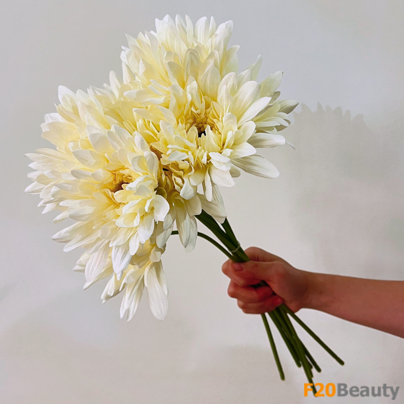 Sự quý phái của màu vàng: Hoa cúc nữ hoàng tạo nét độc đáo