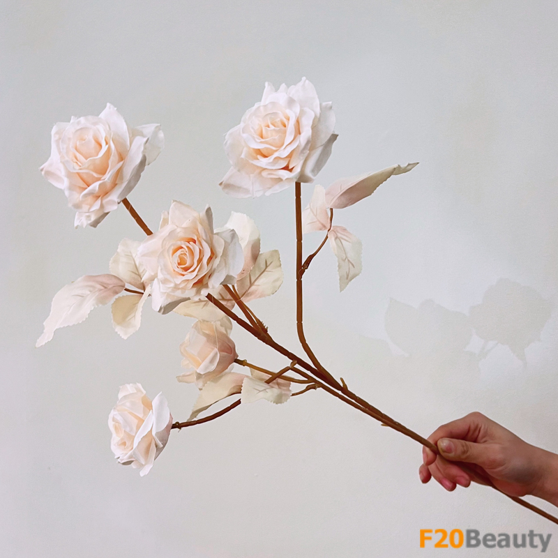 Hoa hồng Shropshire Lad màu be