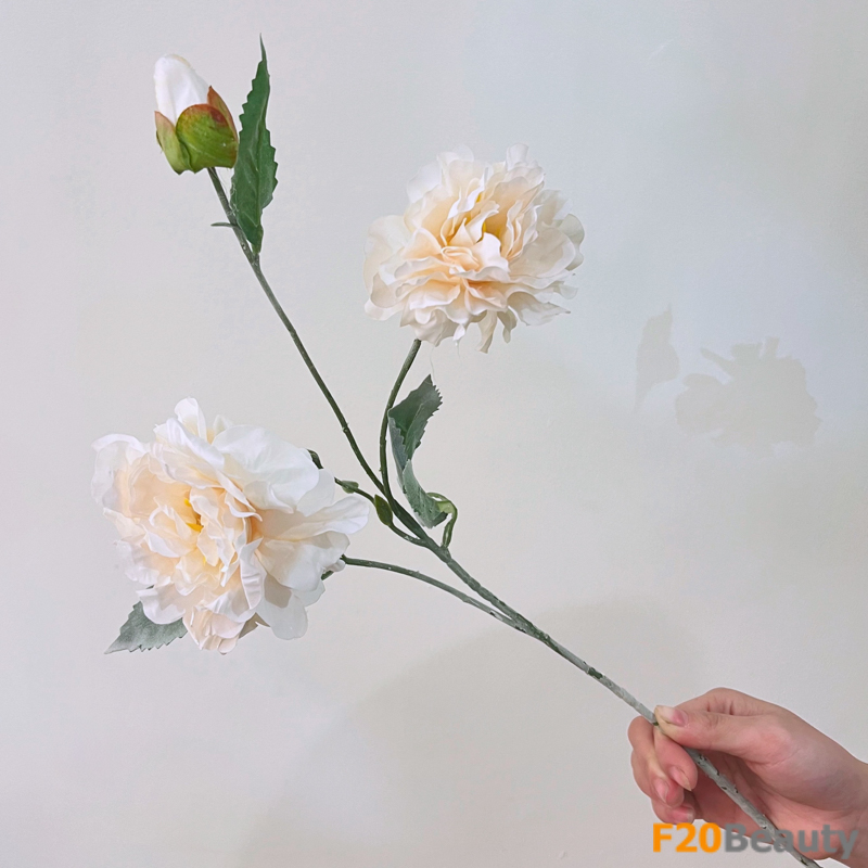 Sự thanh khiết và tinh tế: Hoa mẫu đơn màu be độc đá