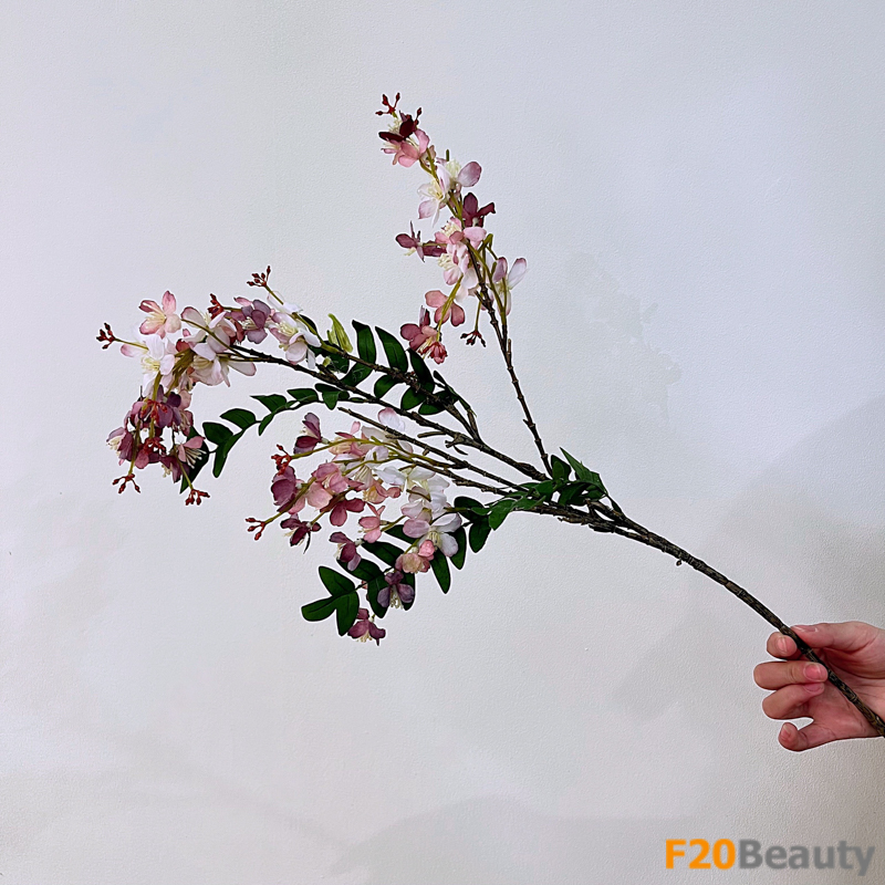 Vẻ đẹp dịu dàng: hoa anh đào tím trắng