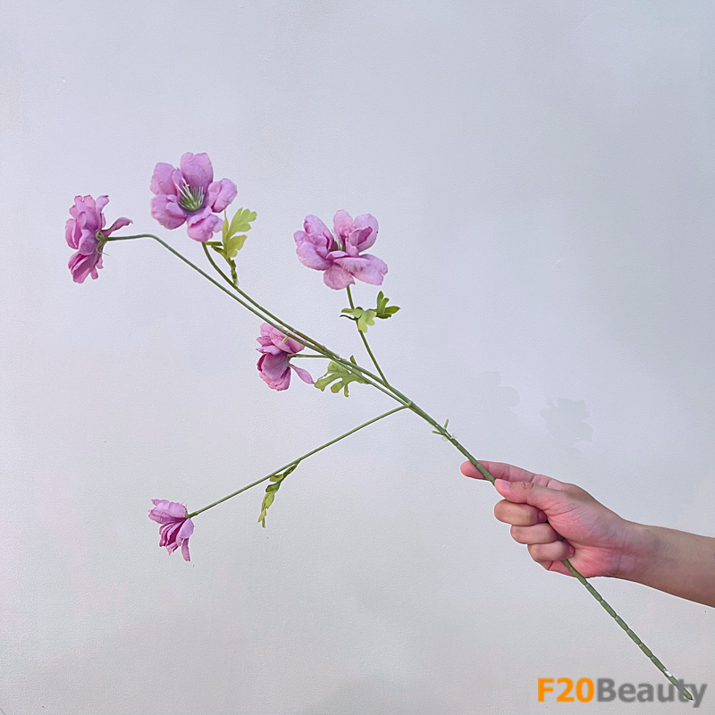 Hoa cúc mẫu đơn màu hồng: Biểu tượng của tình yêu và sự nhẹ nhàng