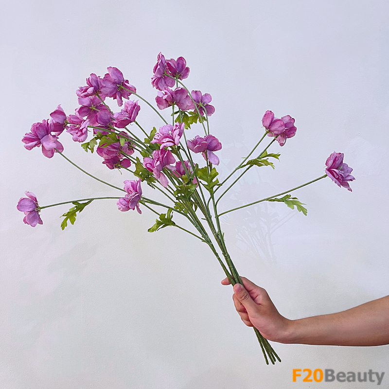 Sắc hồng dịu dàng của hoa cúc mẫu đơn