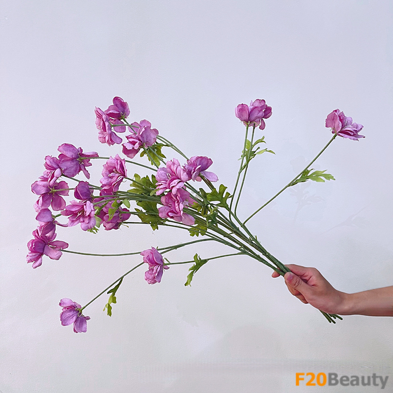 Hoa cúc mẫu đơn hồng: Vẻ đẹp đơn giản, tinh tế