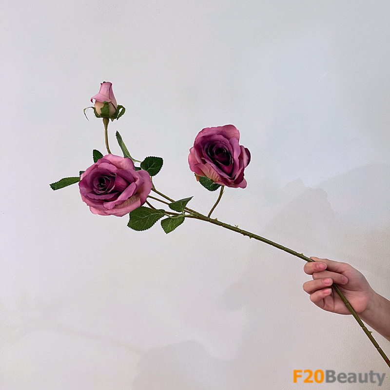 Hoa hồng Bulgaria hồng đậm: Sắc màu tình yêu