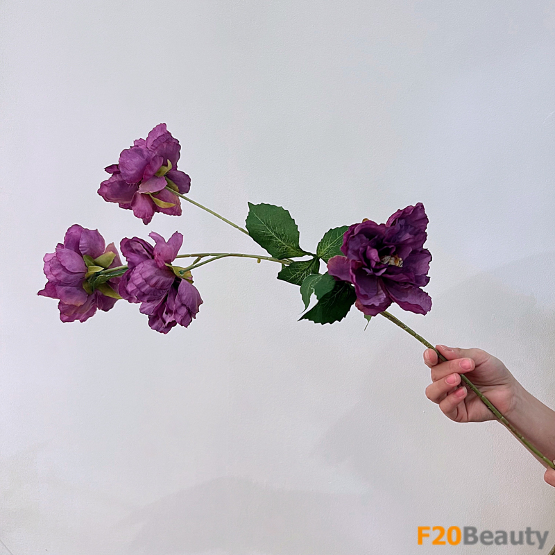 Hoa hồng Muscosa tím: Sự quyến rũ của màu sắc