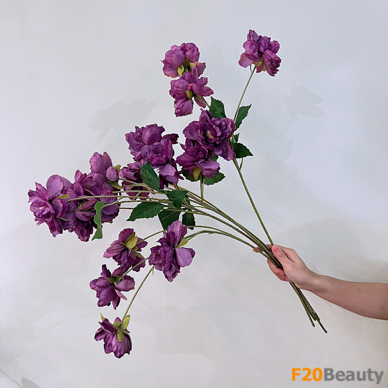 Hoa hồng Muscosa 4 bông tím đậm