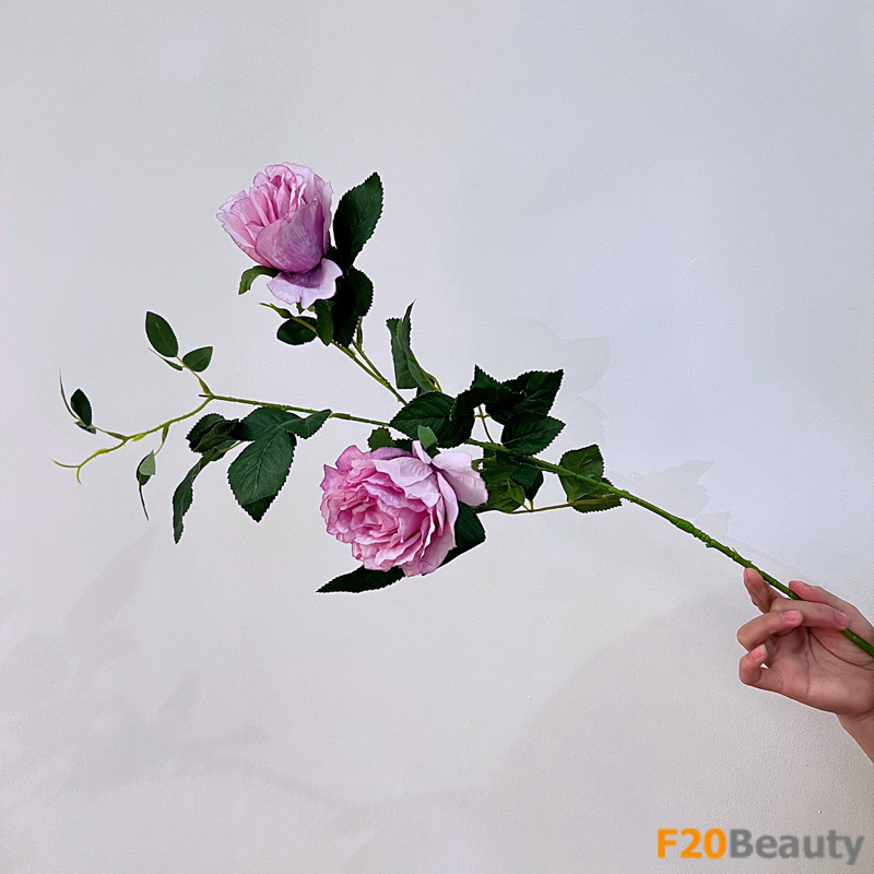 Hoa hồng tím Muscosa: Tinh khôi và thanh khiết