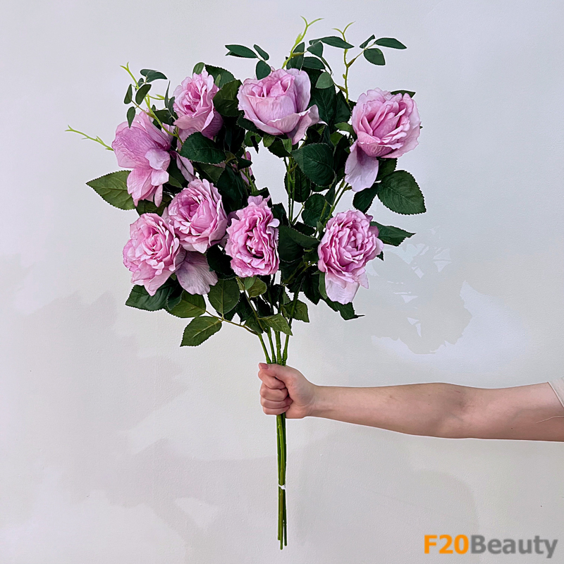 Hoa hồng Muscosa tím: Sự quyến rũ của màu sắc thiên nhiên