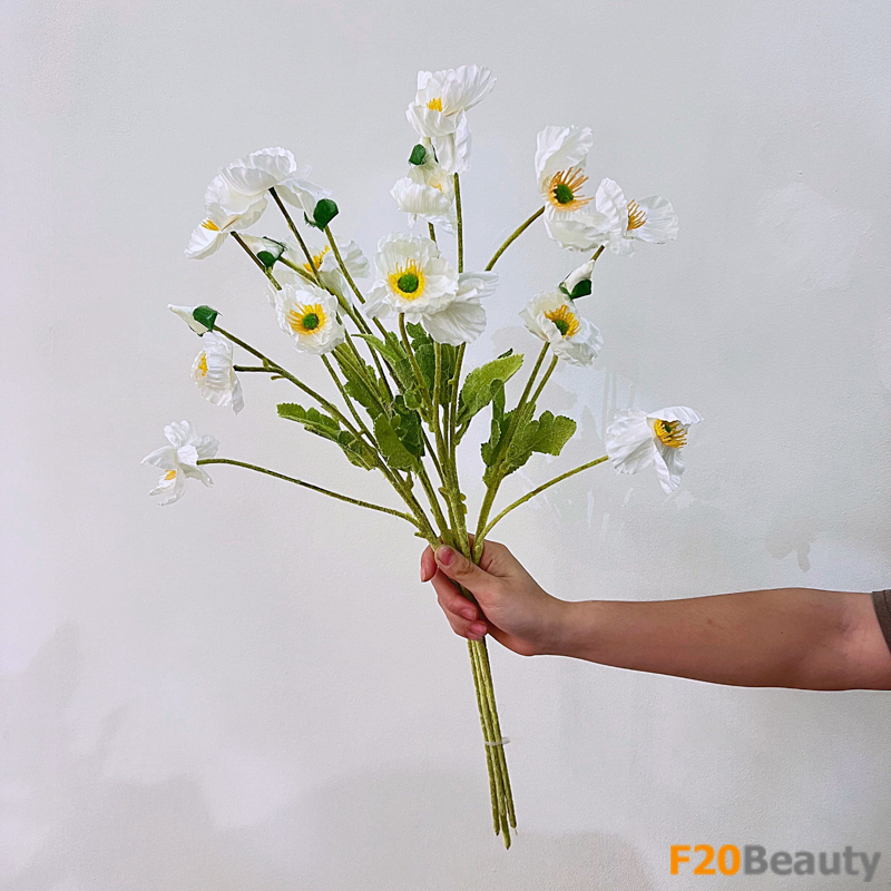 Sự thanh khiết của hoa anh túc trắng