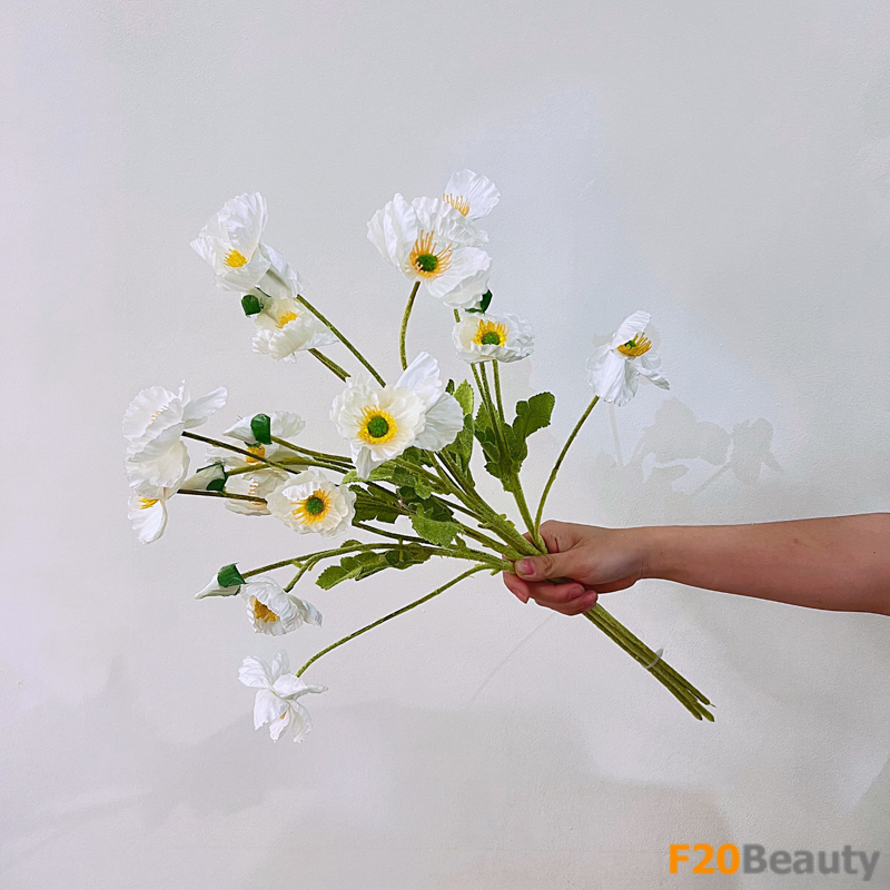 Hoa anh túc màu trắng: Sự tĩnh lặng trong thiên nhiên