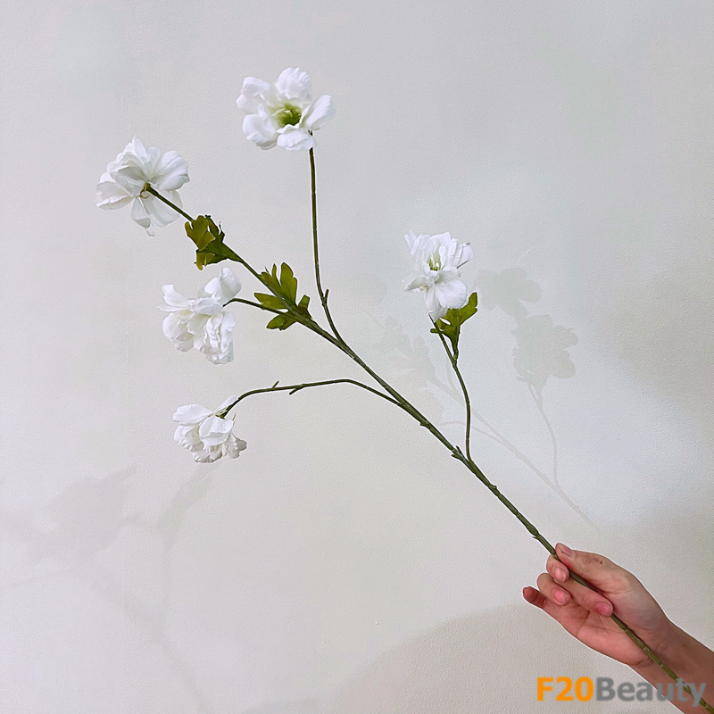 Bó hoa cúc cánh bướm màu trắng: Sự thanh khiết và sự đẳng cấp