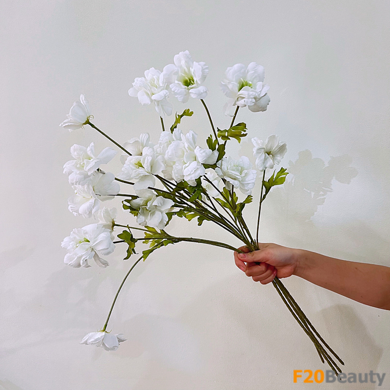 Hoa cúc cánh bướm màu trắng