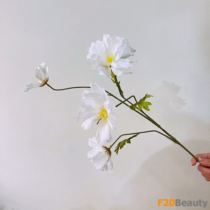 Hoa hải quỳ màu trắng: Tinh khiết và thanh lịch