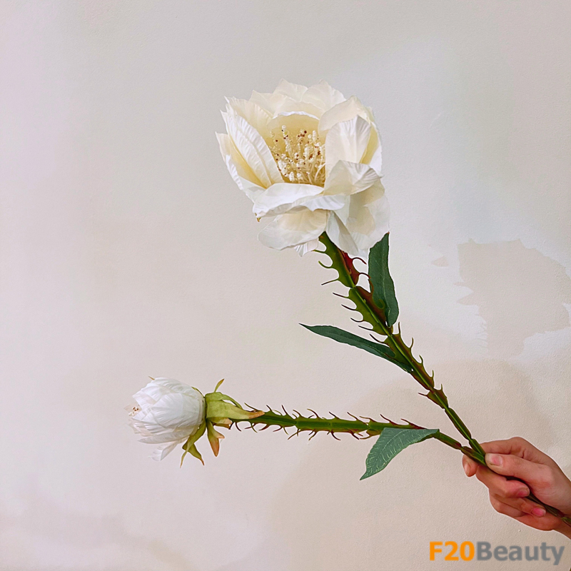 Sắc trắng thanh khiết: Hoa xương rồng Echinopsis quyến rũ