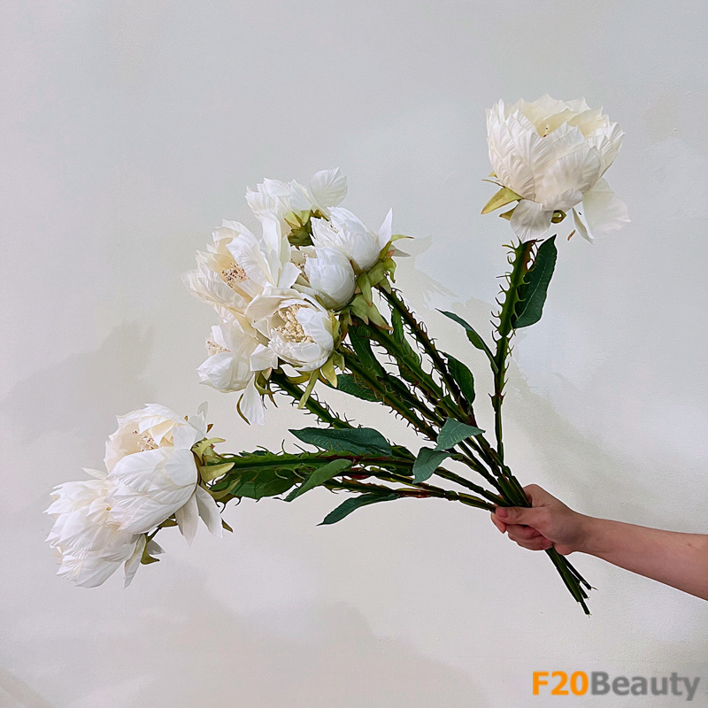 Hoa xương rồng Echinopsis màu trắng